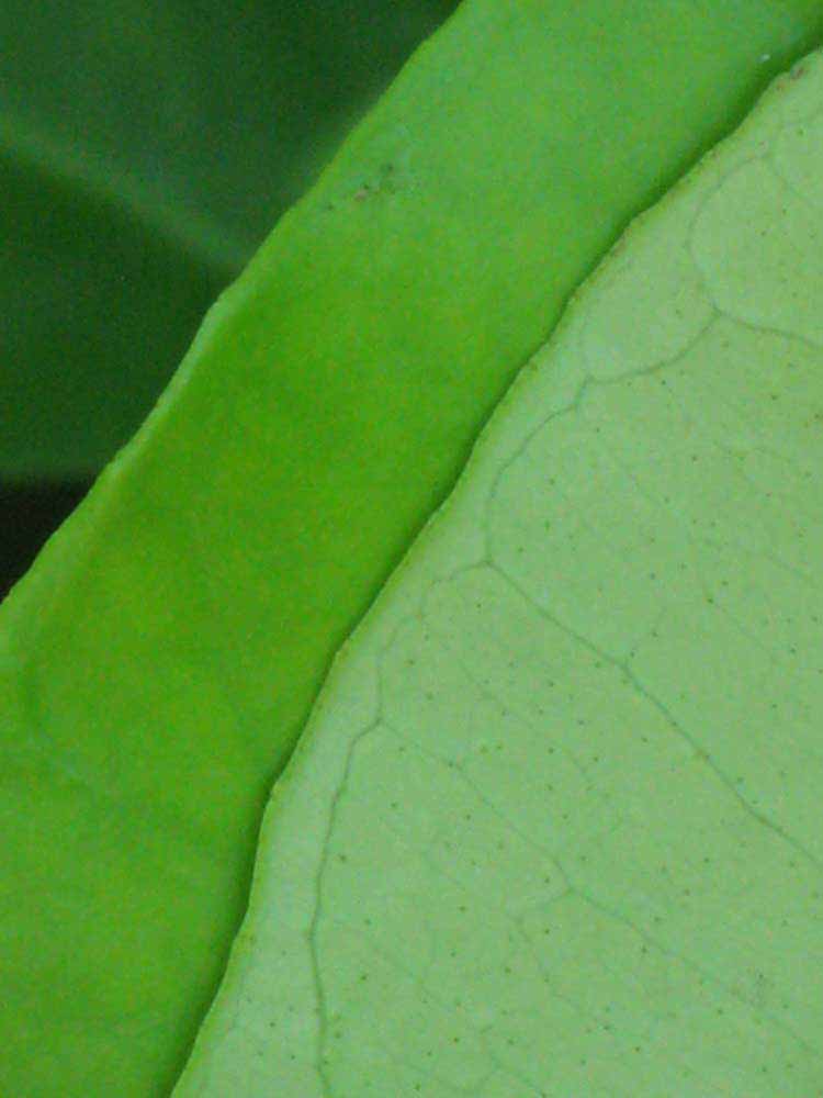              Margin (Winter Haven, FL)       